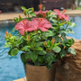 Hibiscus Hollywood Leading Lady, hibiscus tropical à fleurs rose uni en pot