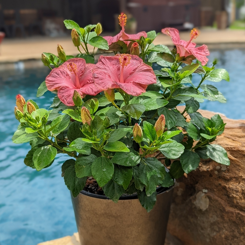 Hibiscus Hollywood Leading Lady, hibiscus tropical à fleurs rose uni en pot
