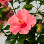 Les fleurs rose pâle, presque corail, de l'hibiscus tropical Hollywood Hibiscus™ First Lady™ se détachent nettement au-dessus de son feuillage vert foncé.
