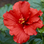 Hollywood Hibiscus™ Premier à arriver™ Hibiscus tropical aux magnifiques fleurs rouge vif qui commencent à fleurir au début du printemps !