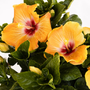 Gros plan sur les fleurs orange durables de l'hibiscus tropical Hollywood Hibiscus™ Gold Digger™