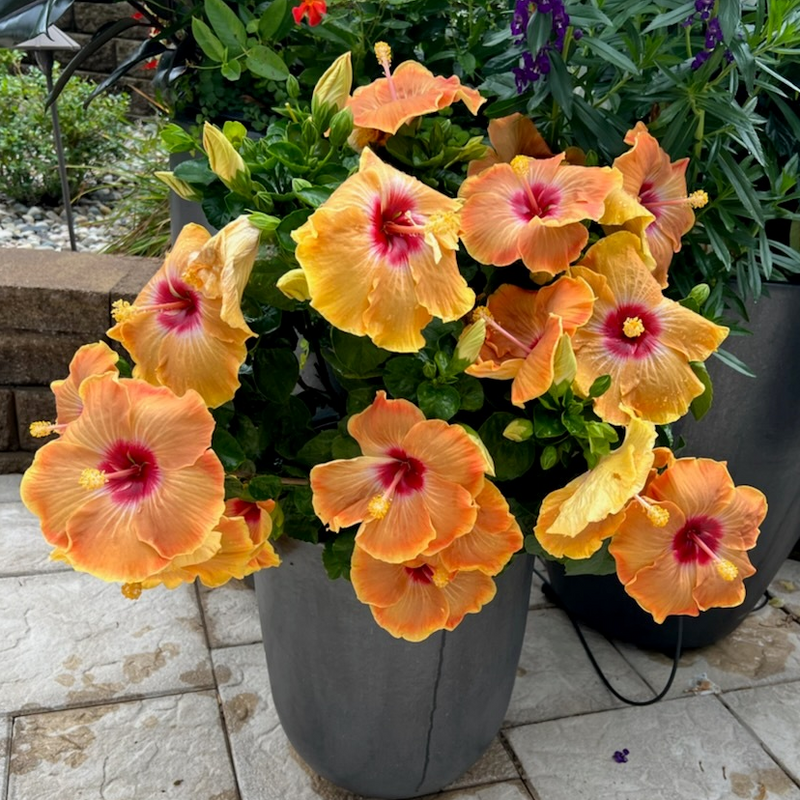Les fleurs d'hibiscus tropical Hollywood Hibiscus™ Gold Digger™ présentent une gamme de teintes orange doré et jaune !