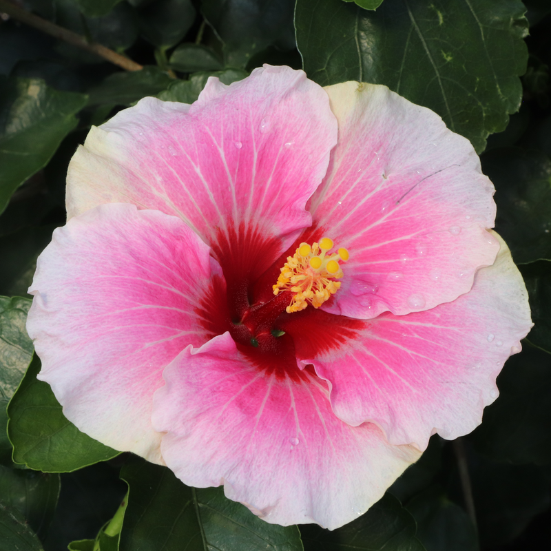 Hollywood Hibiscus® L'Hibiscus tropical chéri de l'Amérique™