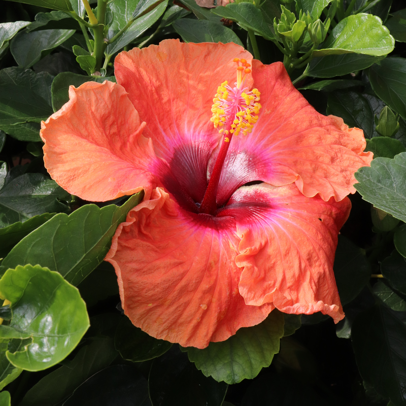 Hollywood Hibiscus® Disco Diva™ Hibiscus tropical