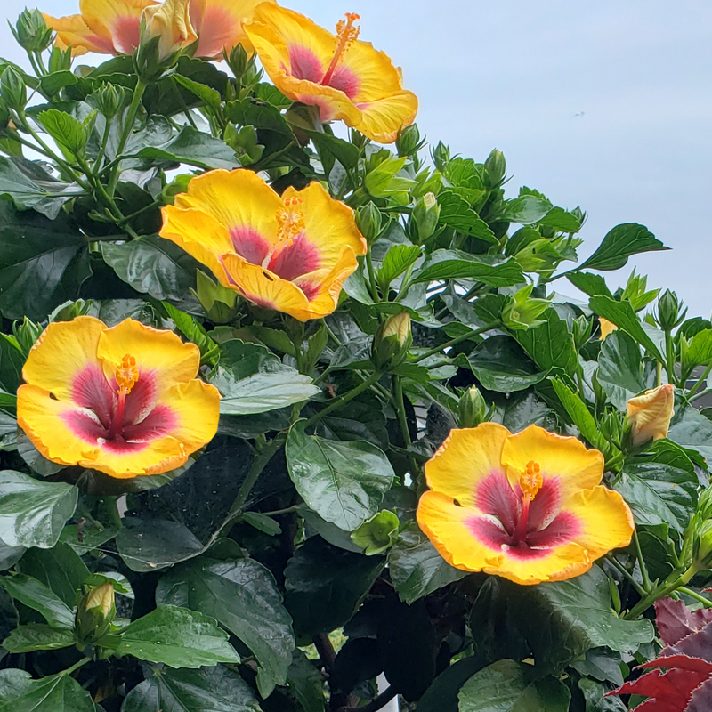 Hollywood Hibiscus Rico Suave, fleurs jaune vif de plusieurs plantes à cœur rouge