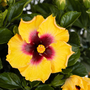 Hibiscus Hollywood Rico Suave, gros plan d'une fleur jaune vif à cœur rouge