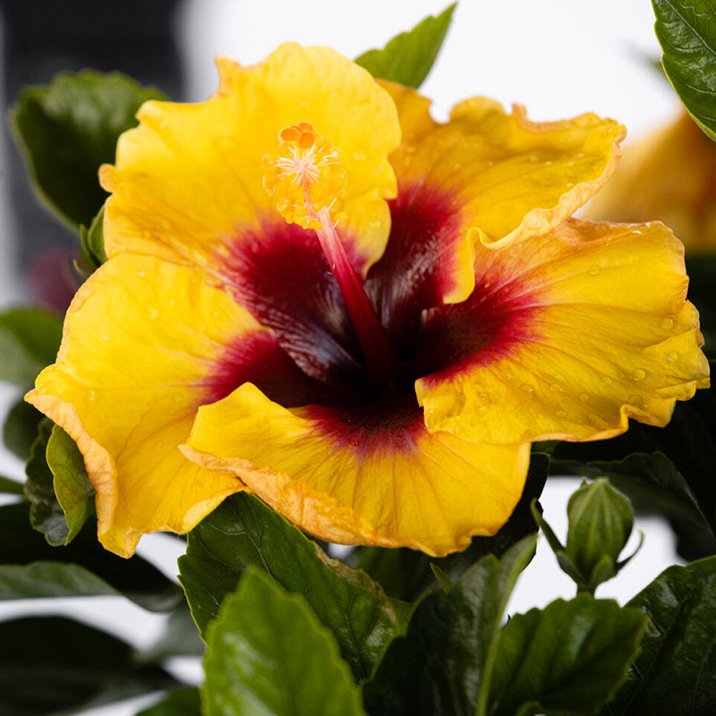 Hibiscus Hollywood Rico Suave, gros plan d'une fleur jaune vif à cœur rouge