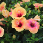 Hibiscus Hollywood Social Butterfly, fleurs jaunes à cœur rose et gouttelettes d'eau