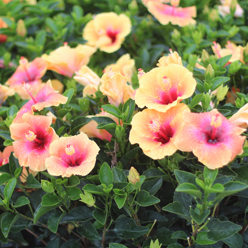Hibiscus Hollywood Social Butterfly, nombreuses fleurs jaunes à cœur rose
