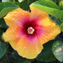 Hibiscus Hollywood Social Butterfly, gros plan d'une fleur jaune unique à cœur rose et gouttelettes d'eau