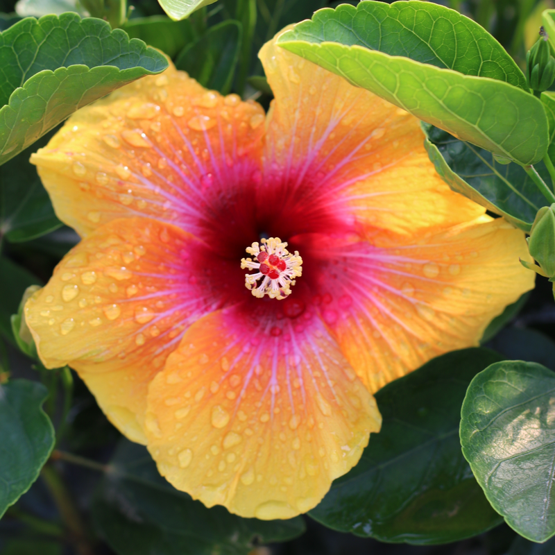 Hibiscus Hollywood Social Butterfly, gros plan d'une fleur jaune unique à cœur rose et gouttelettes d'eau