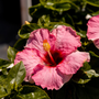Hollywood Hibiscus Leading Lady, formally known as Trophy Wife, open pink blossom