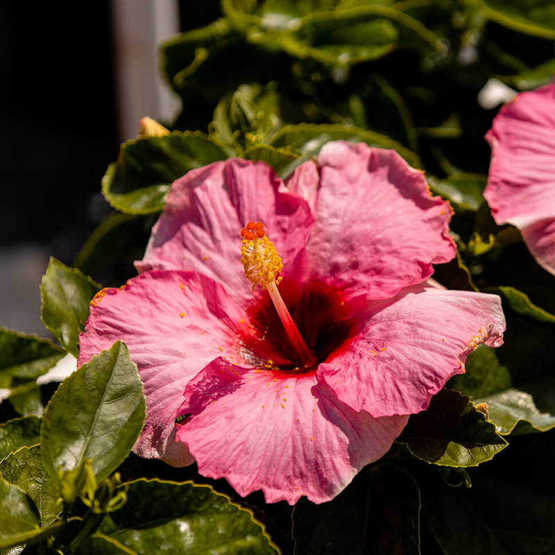 Hollywood Hibiscus Leading Lady, formally known as Trophy Wife, open pink blossom