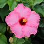 Hollywood Hibiscus Leading Lady, formally known as Trophy Wife, pink blossom with dark red center
