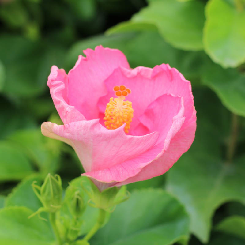 Hollywood Hibiscus Leading Lady, formally known as Trophy Wife, pink blossom