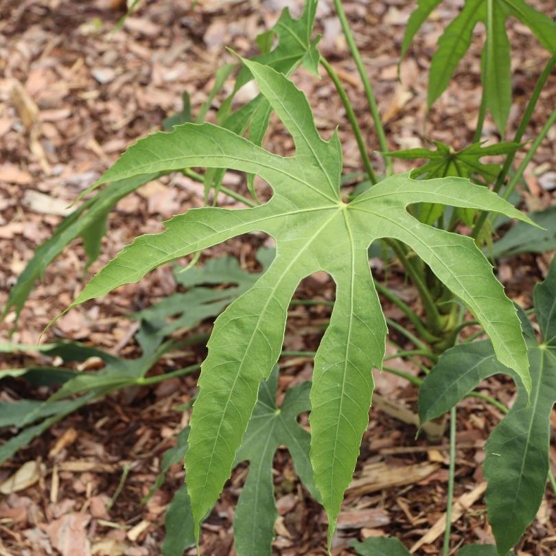 Gros plan sur des feuilles vertes sur un sol paillé