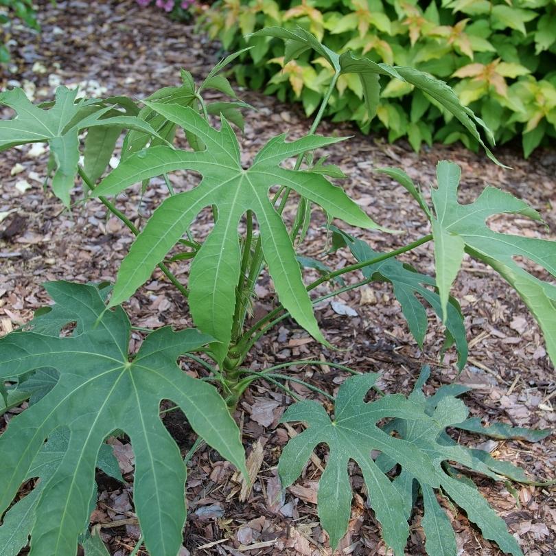 five fingers plant indoor or outdoor High Five™ 'Green Fingers' Fatsia