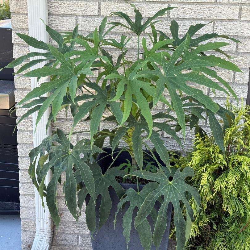 Fatsia « Green Fingers » de High Five™ en pot, avec de grandes feuilles vertes, contre un mur de pierre.