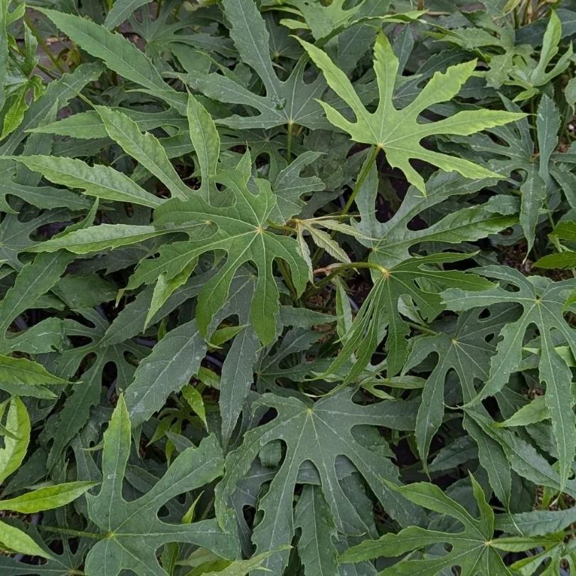 Gros plan sur les feuilles vertes du fatsia «&nbsp;Green Fingers&nbsp;» de High Five™ avec un arrière-plan flou.