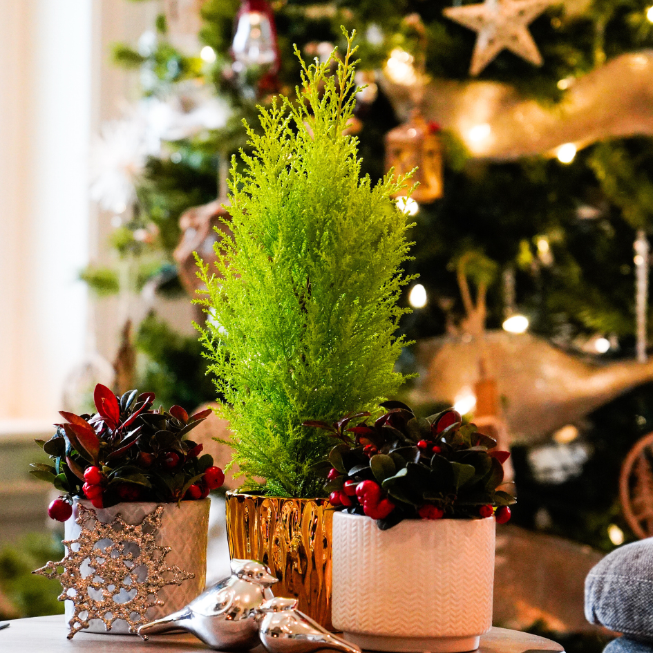 Bright green lemon cypress tree used in holiday décor