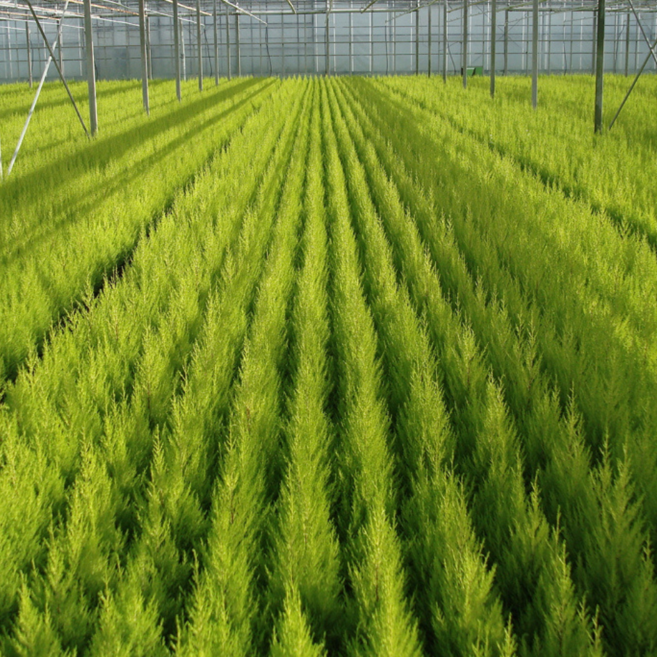A sea of bright green lemon cypress trees