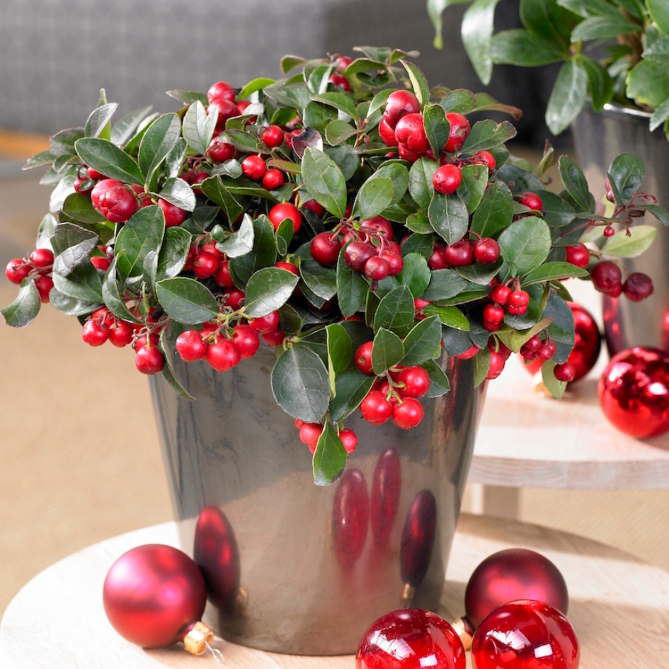 Bright red berries shining bright in silver container, surrounded by Christmas ornaments