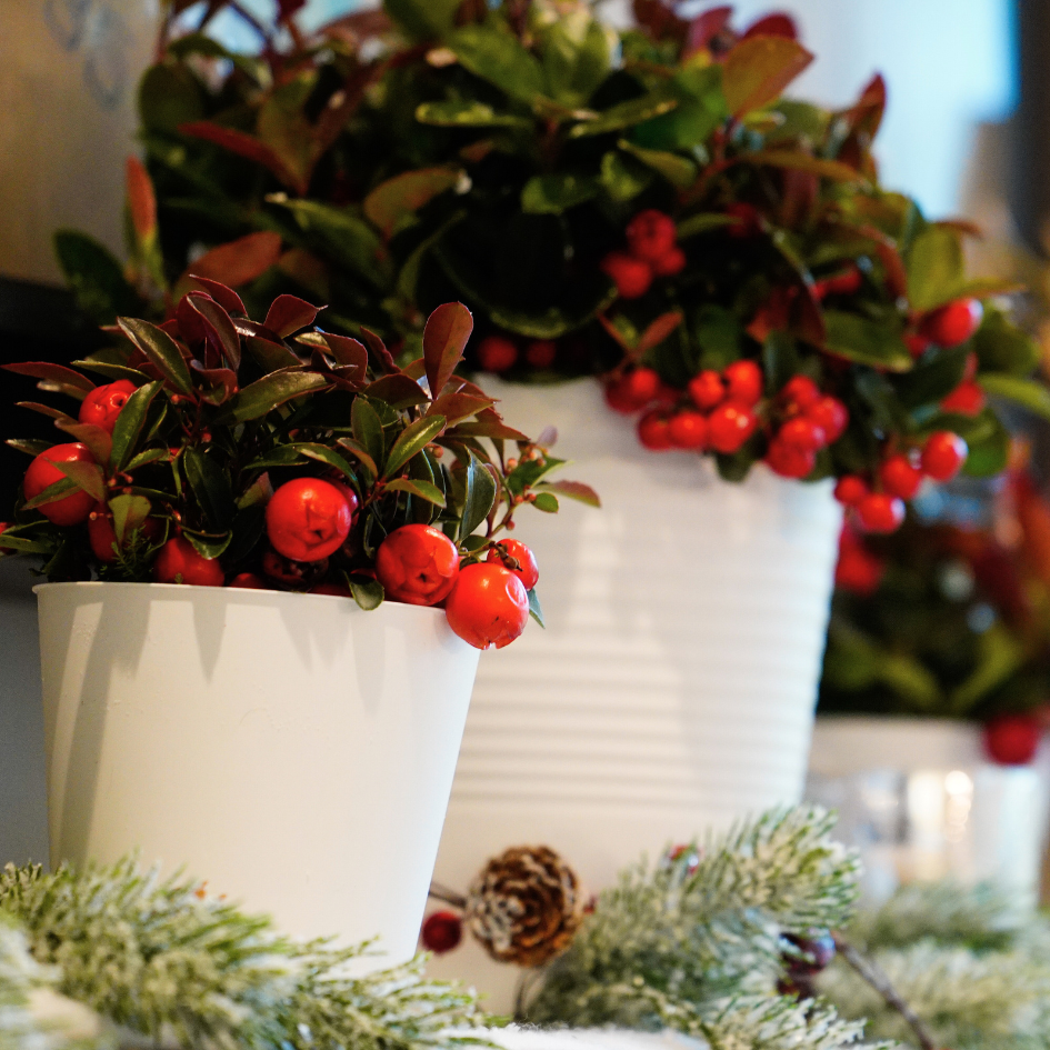 wintergreen plant indoors Holiday Wintergreen Shrub