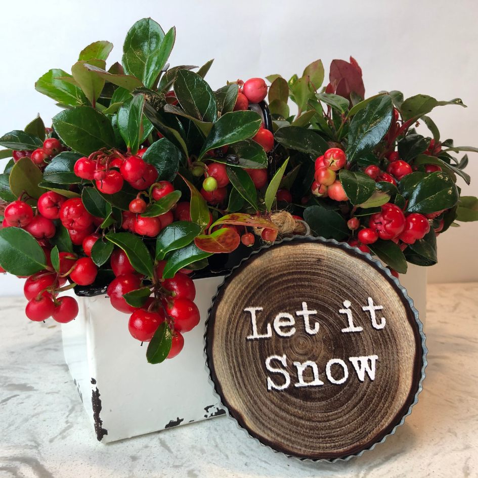 Bright red berries shining bright in white container with holiday décor
