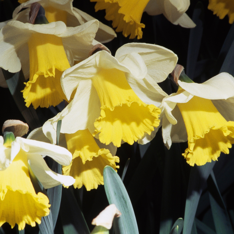 Close-up of yellow and white daffodils against a dark background