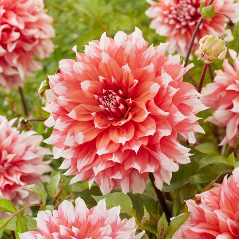 Gros plan sur des fleurs de dahlia 'Holland Festival' rose pêche aux pointes blanches
