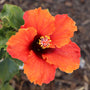 Gros plan d'une fleur d'hibiscus orange sur fond naturel flou.