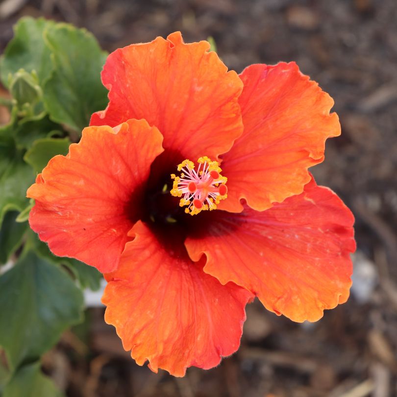 Gros plan d'une fleur d'hibiscus orange sur fond naturel flou.