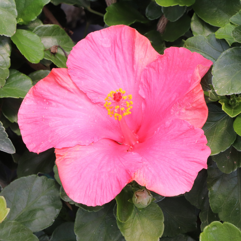 Fleur d'hibiscus rose à cœur jaune entourée de feuilles vertes