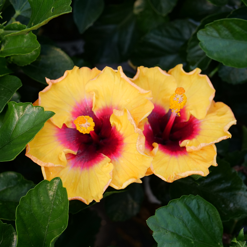 Deux fleurs d'hibiscus jaunes à cœur rouge, entourées de feuilles vertes.