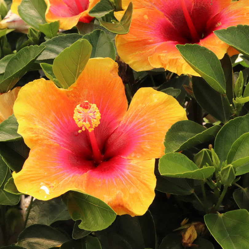 fleurs d'hibiscus jaune vif et orange