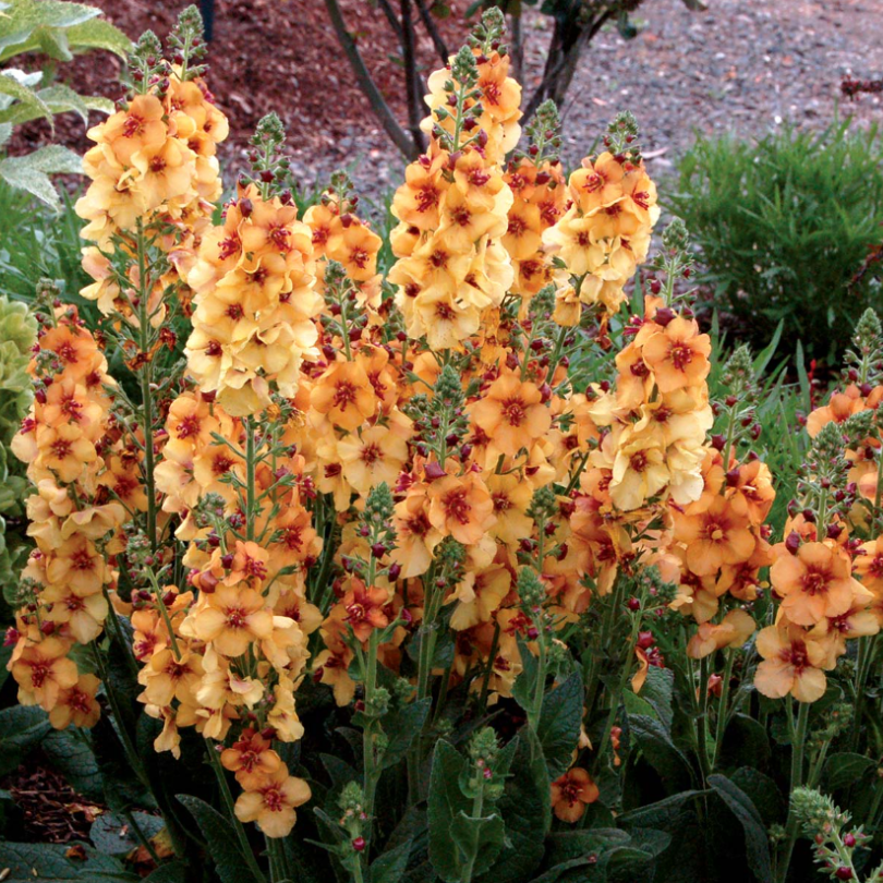 The tall flower spikes create vertical interest along borders & pathways.