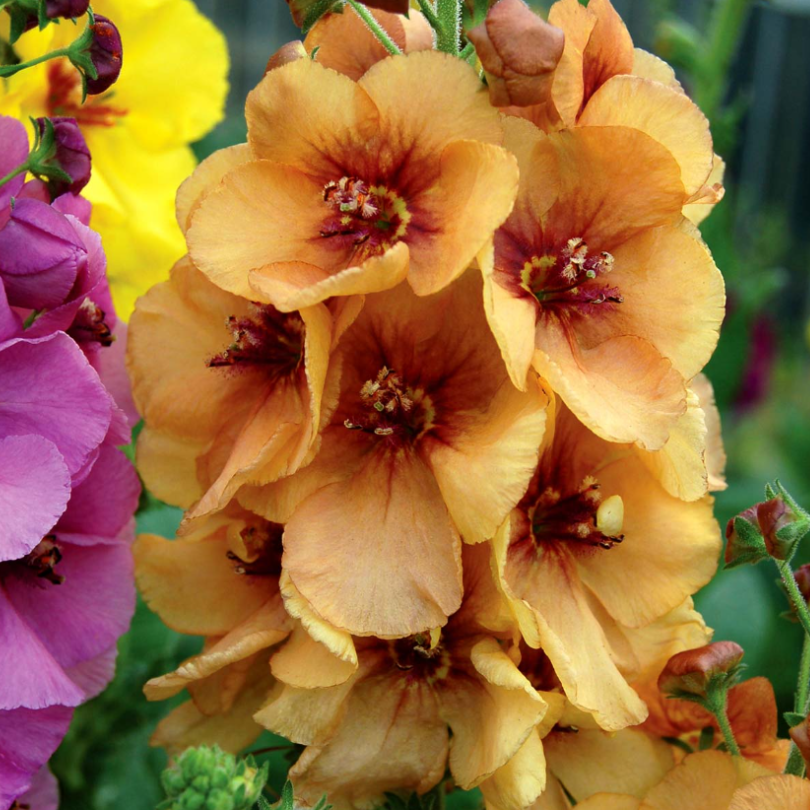 Close up of 'Honey Dijon' Mullein's charming peach & gold flowers with contrasting plum eyes.