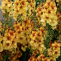 ‘Honey Dijon’ Mullein's peachy-yellow blooms adorned with a purple eye create a charming color combination.