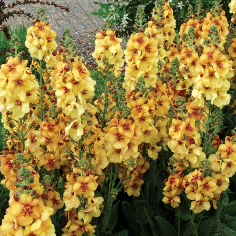 'Honey Dijon' Mullein is known for its attractive flower spikes and showy blooms.