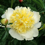 Gros plan d'une pivoine jaune beurre
