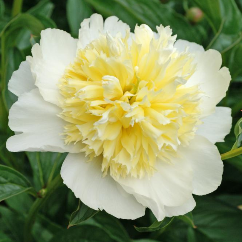 Pivoine jaune beurre