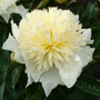Gros plan d'une pivoine jaune beurre