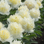 des pivoines blanches et duveteuses dans un jardin ensoleillé
