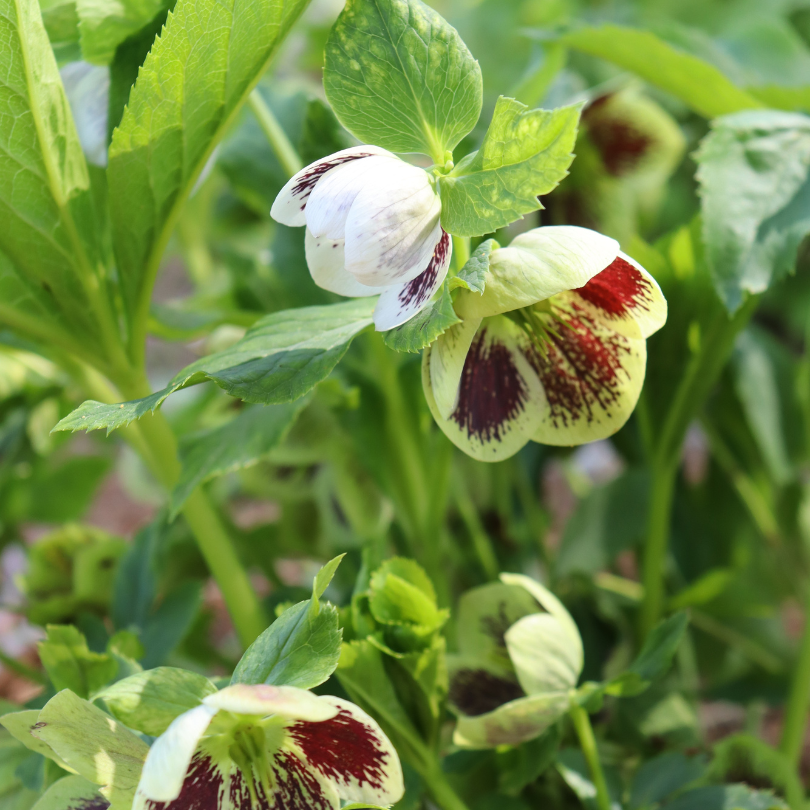 Gros plan sur des fleurs et du feuillage de roses de Carême