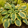 Hosta Shadowland Chance Encounter dans un jardin ombragé, avec des fleurs blanches qui fleurissent en été. 