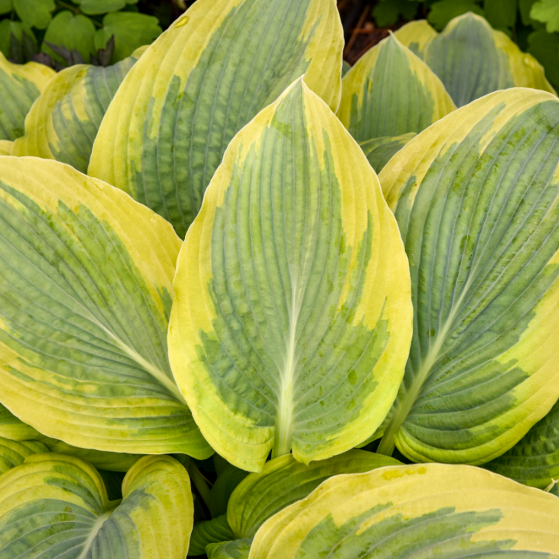 Gros plan sur les feuilles vertes à bordures dorées de l'hosta Shadowland Chance Encounter.