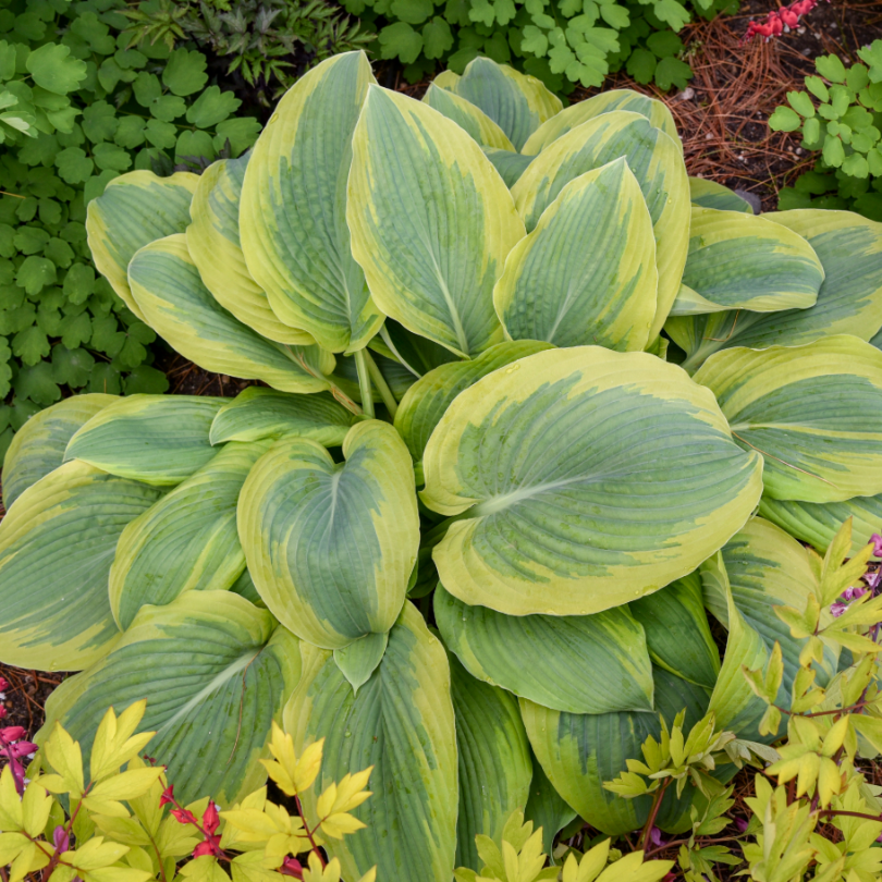 Hosta Shadowland Chance Encounter dans un jardin ombragé avec des cœurs de Marie vivaces en été. 