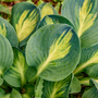 Gros plan sur des feuilles d'hosta vertes aux nervures jaunes
