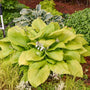 Large green hosta leaves with purple flowers in a shade garden