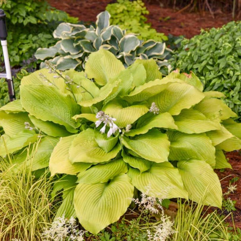 Large green hosta leaves with purple flowers in a shade garden